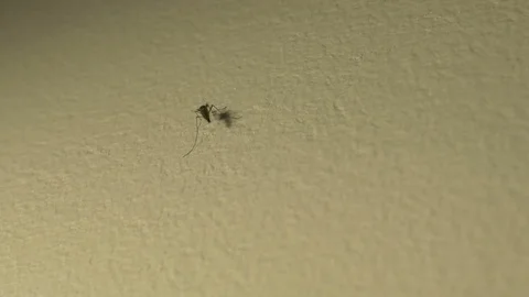 Mosquito on the Room Wall Stock Footage 93298204