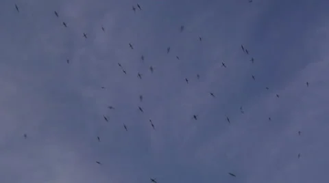 The Mosquito Roy. Slow Motion Vidéo 54894917