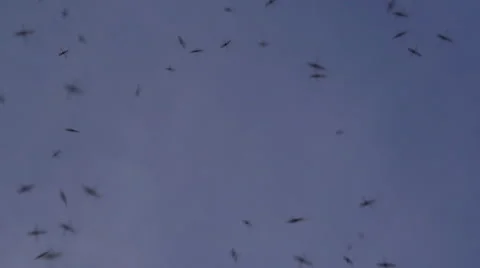 Mosquito Roy. Slow motion 스톡 동영상 54895012