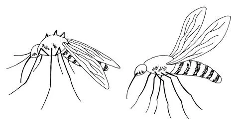 Mosquito set graphic black white isolated sketch illustration vector Stock Illustration