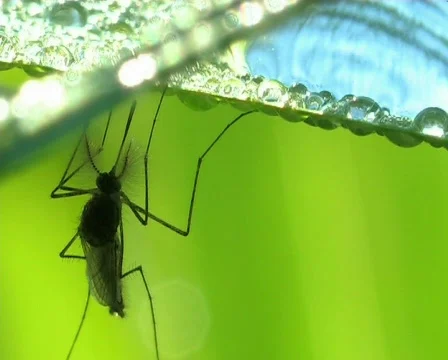 Mosquito sits on a blade Video stock 669733