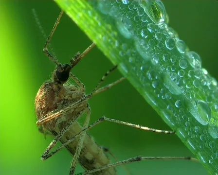 Mosquito sits on a blade 動画素材 669744