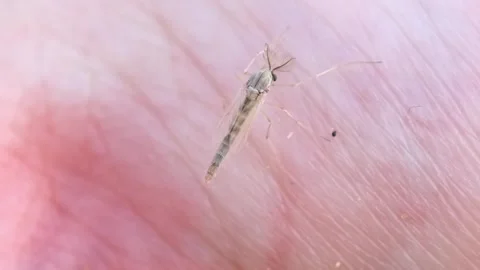 The mosquito sits on the human body. Stock Footage 248233136
