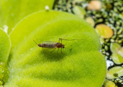 A mosquito sits on a leaf of the invasive species Pistia stratiotes Stock Photos