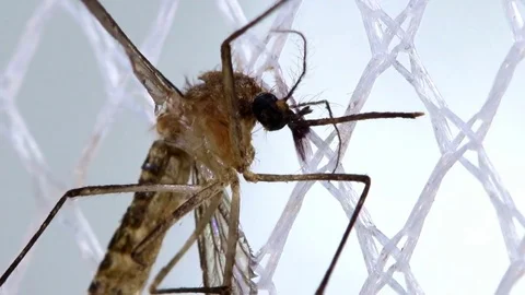 The mosquito sits on the mosquito nets. Stock-Footage 77675607