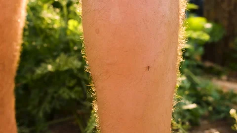 A mosquito sits on my legs. Selective focus. Stock Footage 259471085