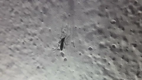 The mosquito sits on the wall. Stock Footage 157877026
