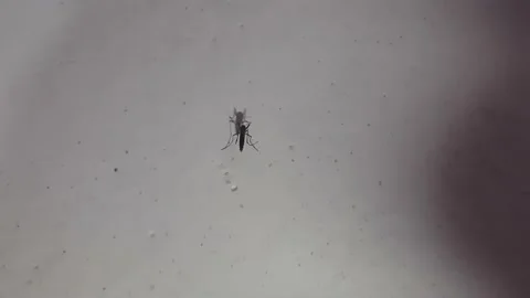 The mosquito sits on the wall. 库存影片 157877045