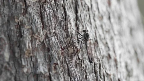 A mosquito sitting on the bark of a tree QLD Australia Stock Footage 108118801