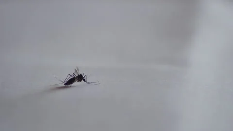 Mosquito smashed by a hand, tiger mosquito, kill, pest animal, insect, smashed Video stock 139575128