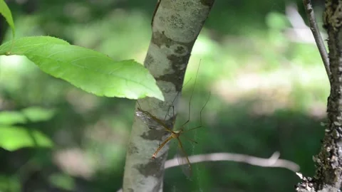 Mosquito in a spider web in the summer in the forest Stock Footage 164891008