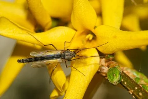 A mosquito in spring Stock Photos