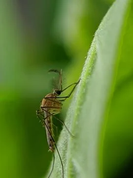 Mosquito for stacking 库存照片