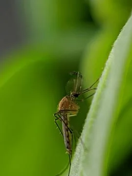 Mosquito for stacking Stock Photos