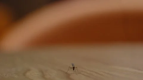 A mosquito standing on a table in China Stock Footage 293688314