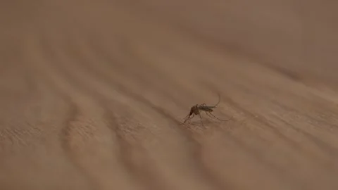 A mosquito standing on a table in China Stock Footage 293688330