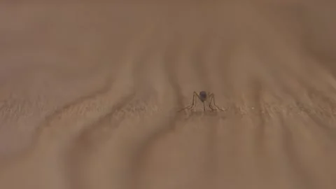 A mosquito standing on a table in China Stock Footage 293688367