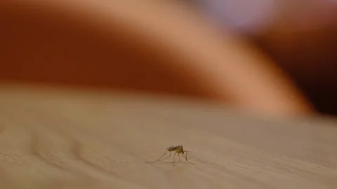 A mosquito standing on a table in China Stock Footage 293688434