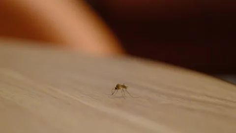 A mosquito standing on a table in China Stock Footage 293688438