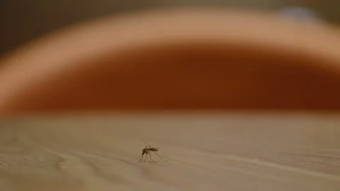 A mosquito standing on a table in China Stock Footage 293688831