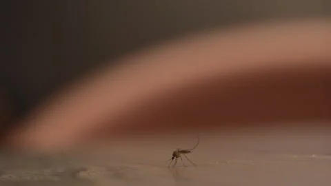 A mosquito standing on a table in China Stock Footage 293688888
