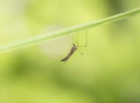 Mosquito standing upside down under a green leaf Stock Photos