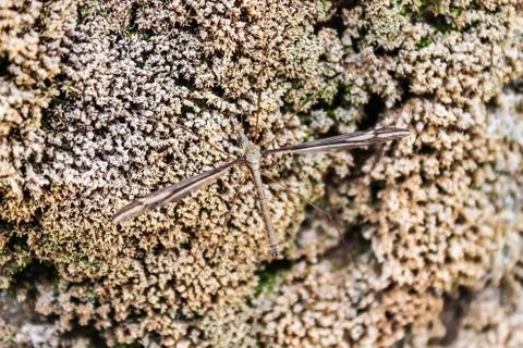 Mosquito on stone Stock Photos