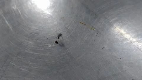 Mosquito Stuck Video Stock Footage 144001144