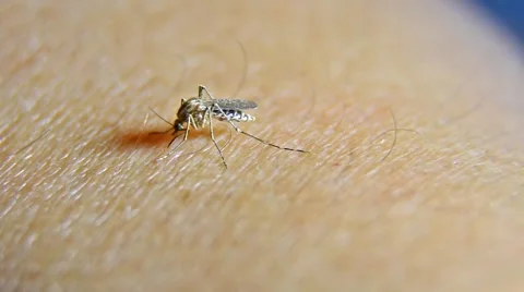 Mosquito sucking amazing time lapse close up. timelapse of mosquito fil Stock Footage 40299520