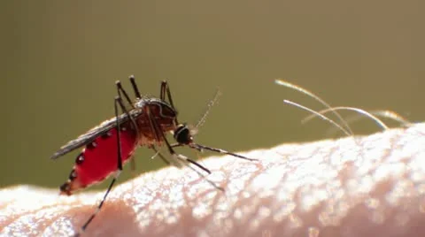 Mosquito Sucking Blood Stock Footage