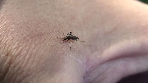 A mosquito sucking me Stock Footage 81969858