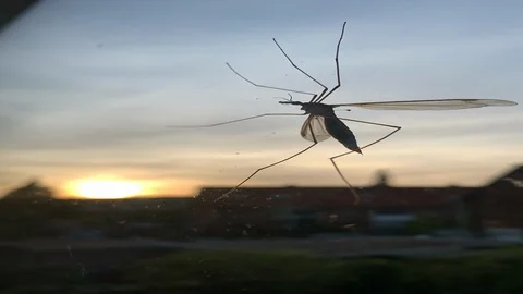 Mosquito with a sunset Stock Footage 128490870