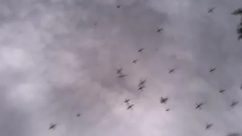 Mosquito Swarm in the Evening slow motion Stock Footage 280684185