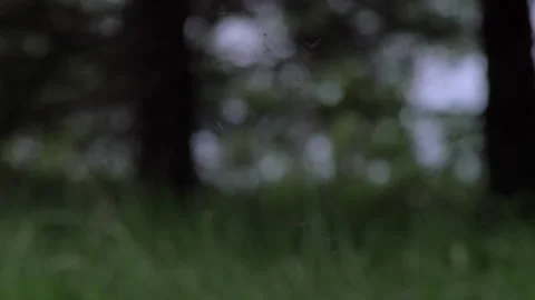 Mosquito Swarm Video stock 285772872