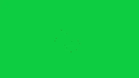 Mosquito Swarm FX Pack – 4 Green Screen Animations Stock Footage 311958834