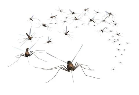Mosquito Swarm Stock-Illustration