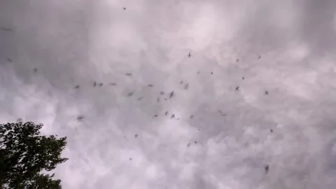Mosquito Swarm Overhead in the Woods Stock Footage 280351791
