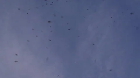Mosquito swarm. Slow motion Stock Footage