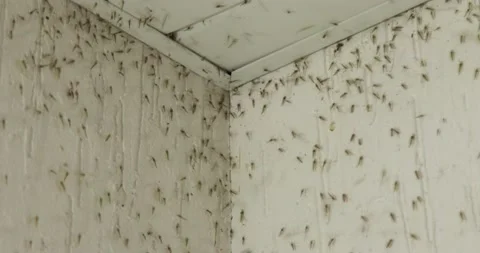 Mosquito swarm on the wall corner Stock Footage 203558196