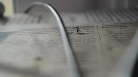 Mosquito tigre Stock-Footage 33544919