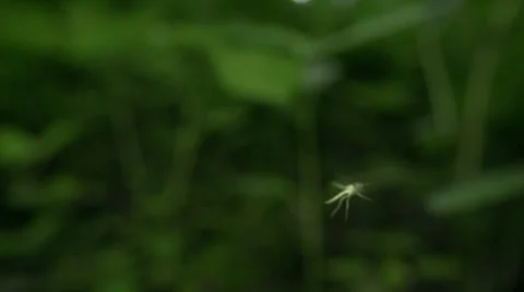 Mosquito Tracking Shot while Flying Stock-Footage 39485759