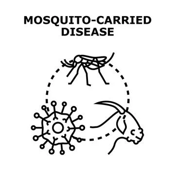 Mosquito transmitting diseases vectoring virus to animals Stock Illustration