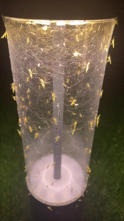 Mosquito trap covered with insects at night Stock Footage 319072976