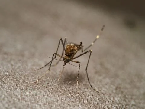 Mosquito trying to bite through fabric Stock Photos