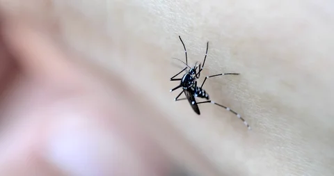 A mosquito is trying to stick a needle. Stock Footage 106115269