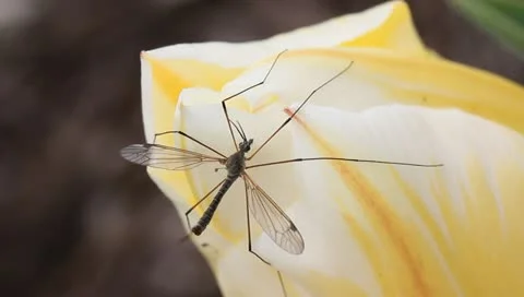 Mosquito on a tulip macro Stock Footage 11019665
