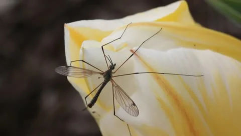 Mosquito on tulip vertical Stock Footage 11019802