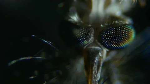 Mosquito under the microscope. Extreme close up and detailed study of mosquit Stock Footage 98507696