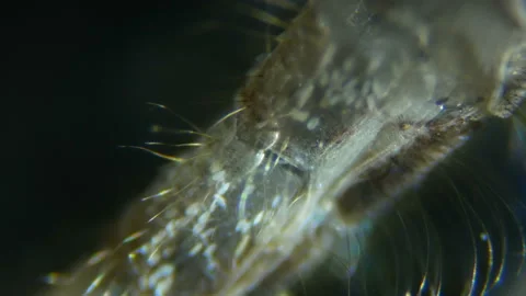 Mosquito under the microscope. Extreme close up and detailed study of mosquit Video stock 101537242