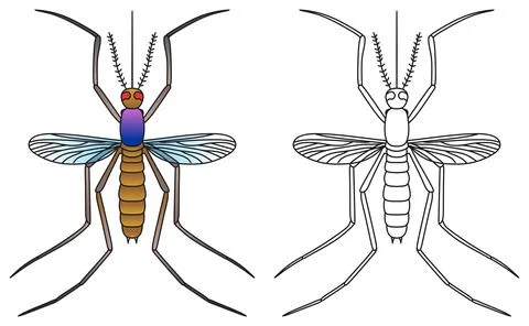 Mosquito vector illustration drawing colored and outline Stock Illustration